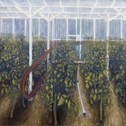 Tomaten Westland
